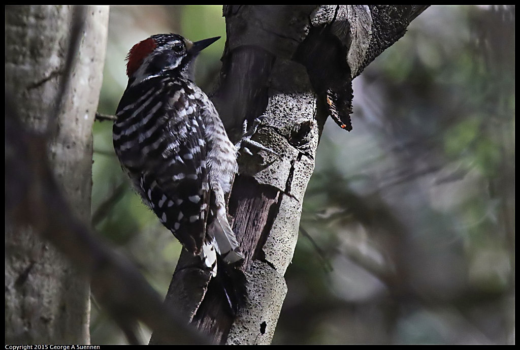 0707-165824-03.jpg - Nuttall's Woodpecker