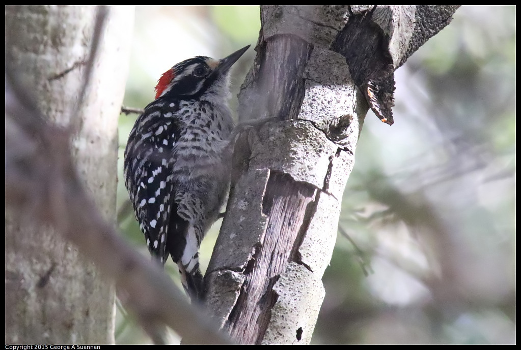 0707-165825-01.jpg - Nuttall's Woodpecker