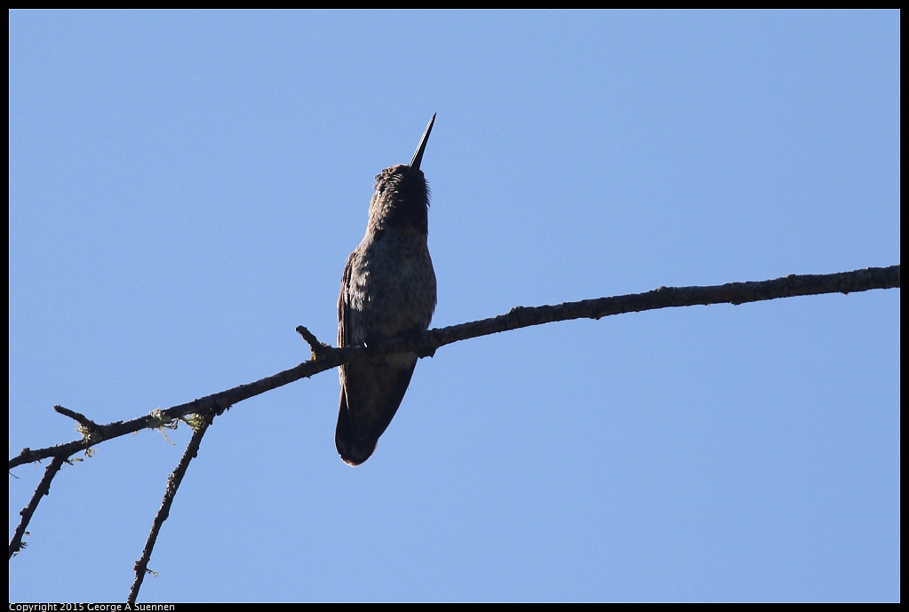 0707-174643-02.jpg - Ann's Hummingbird