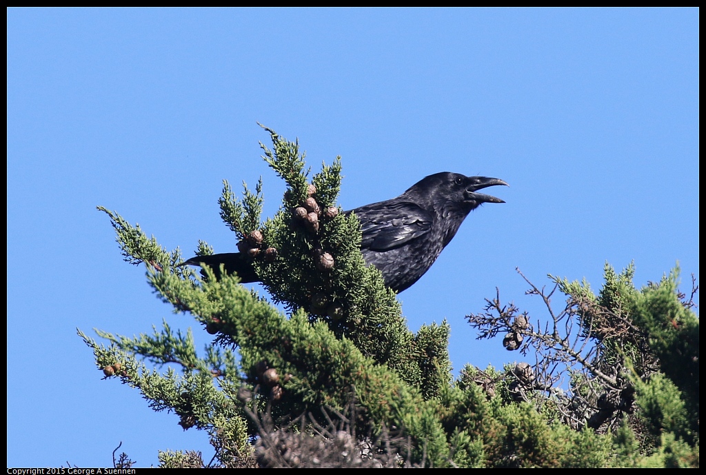 0707-175827-02.jpg - Common Raven