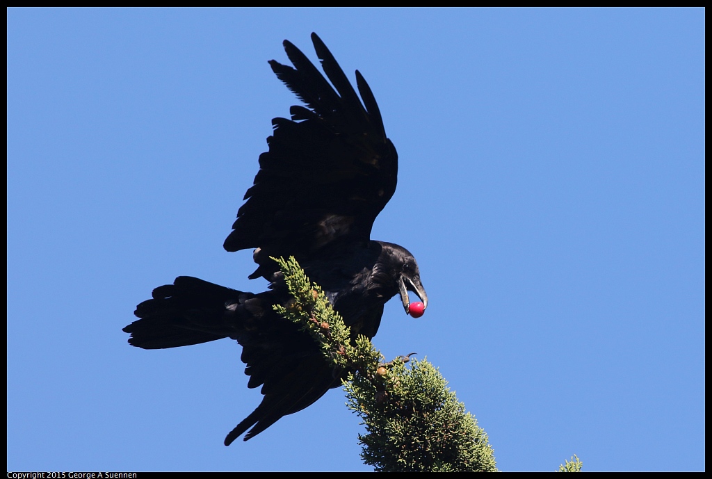 0707-180015-03.jpg - Common Raven