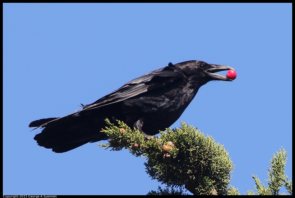 0707-180019-01.jpg - Common Raven