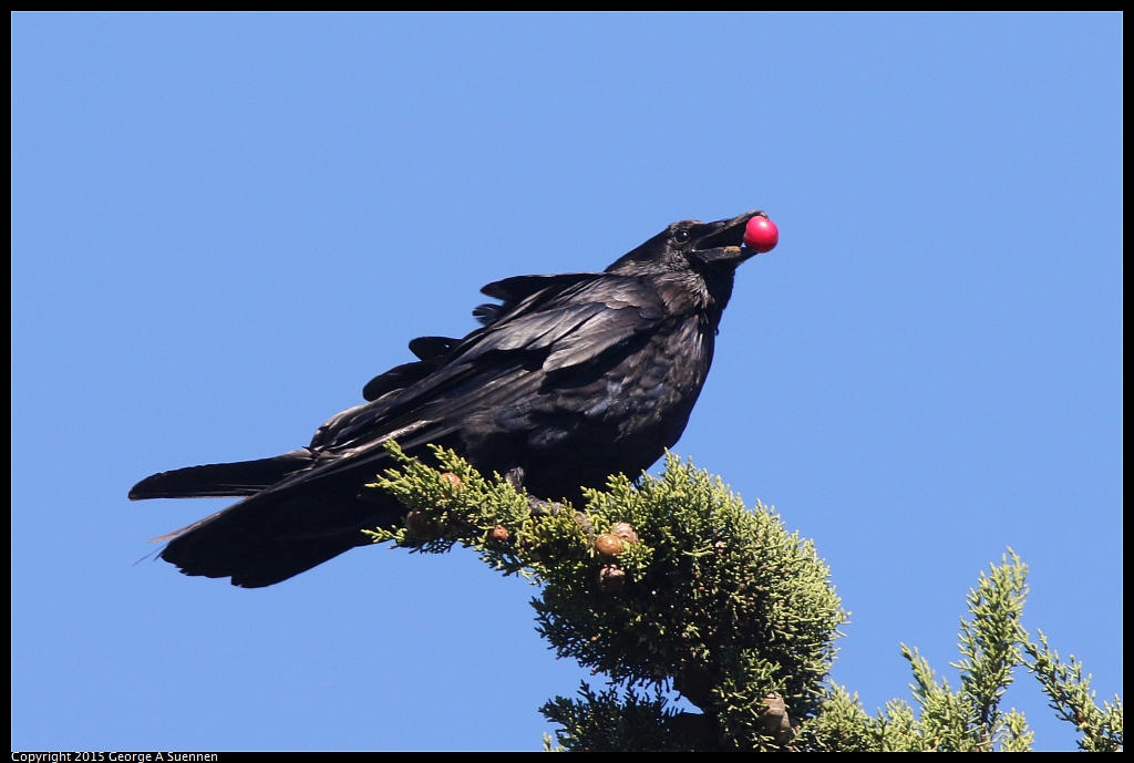 0707-180020-08.jpg - Common Raven