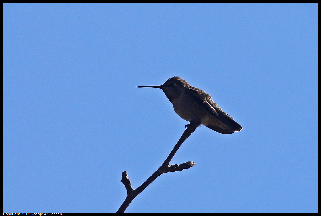 0707-180550-02.jpg - Ann's Hummingbird