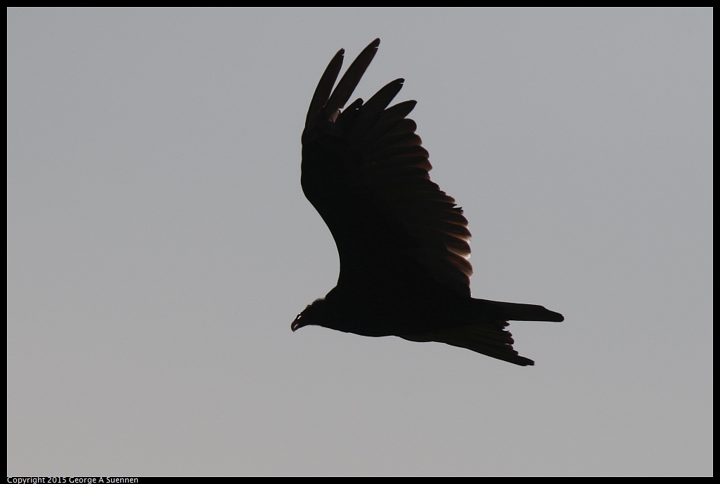 0707-180858-02.jpg - Turkey Vulture
