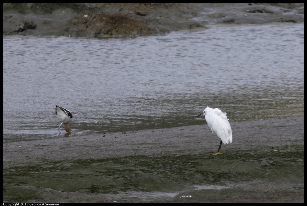 0710-152709-02.jpg - Snowy Egret and American Avocet
