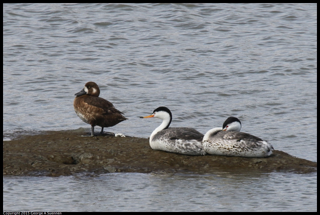 0710-153239-01.jpg - Clark's Grebe and Greater Scaup