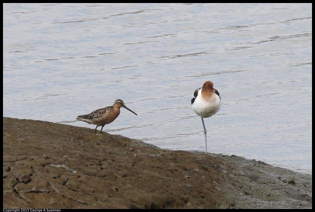 0710-153302-01.jpg - American Avocet and Short-billed Dowitcher