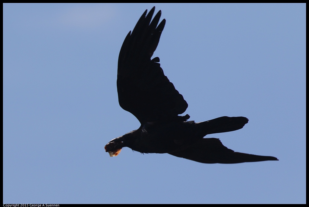 0710-160226-04.jpg - Common Raven