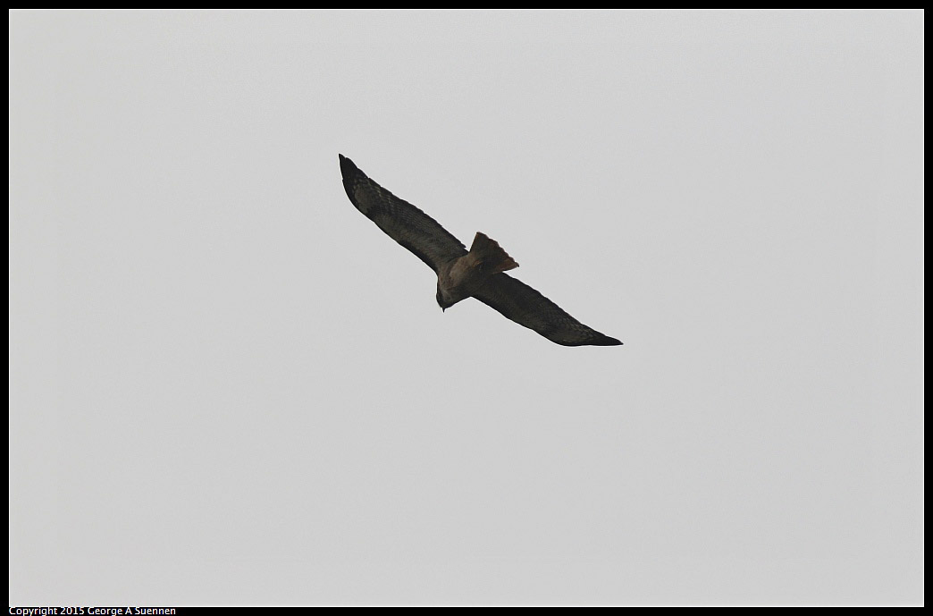 0731-132059-01.jpg - Red-tailed Hawk