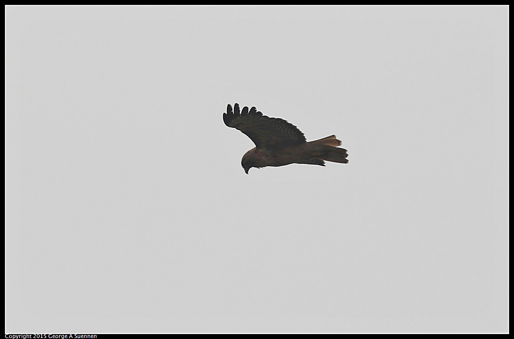 0731-132146-04.jpg - Red-tailed Hawk