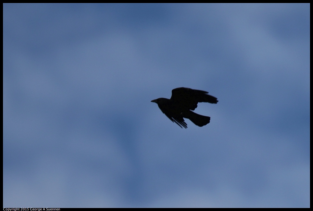 0911-093501-02.jpg - American Crow