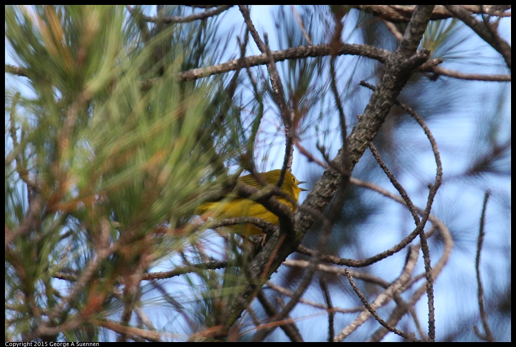 0911-095237-01.jpg - Yellow Warbler