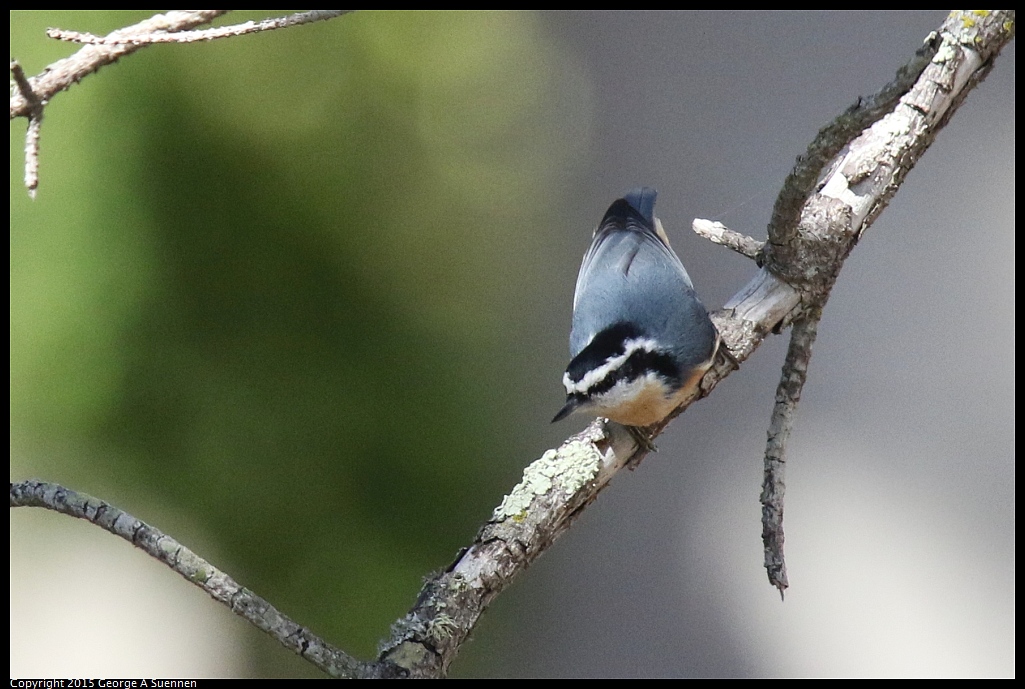 1005-132253-02.jpg - Red-breasted Nuthatch