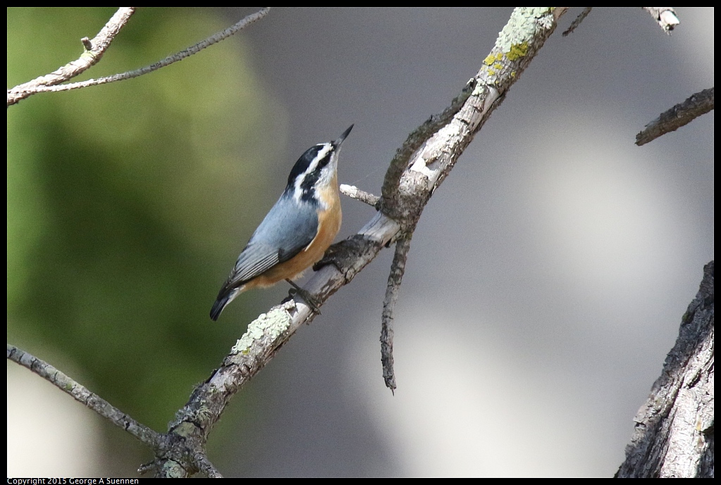 1005-132255-02.jpg - Red-breasted Nuthatch