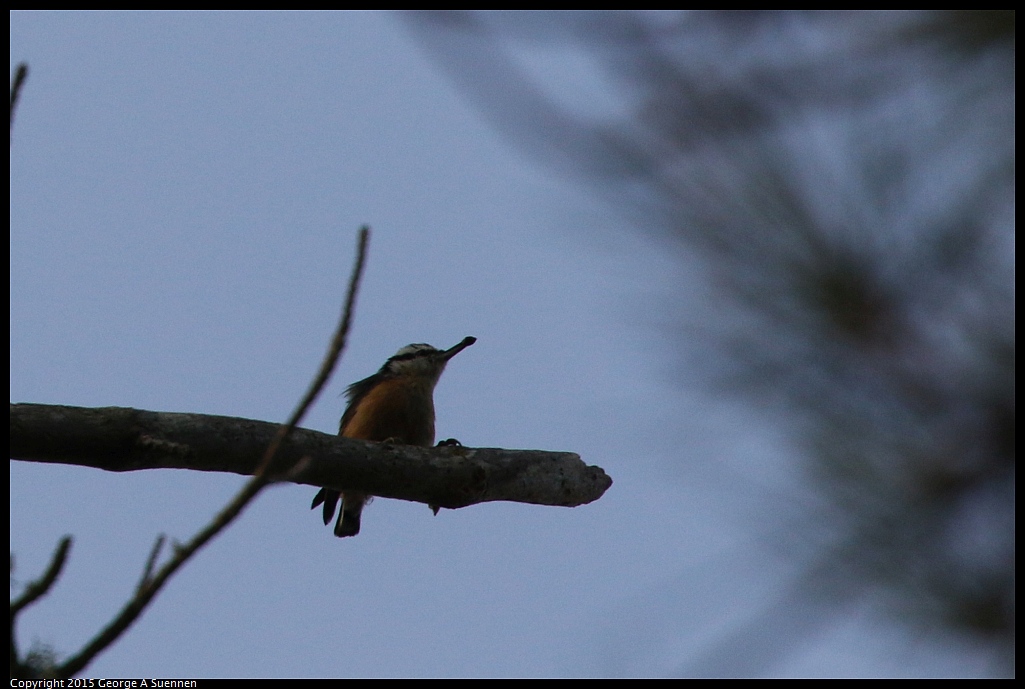 1006-075842-01.jpg - Red-breasted Nuthatch