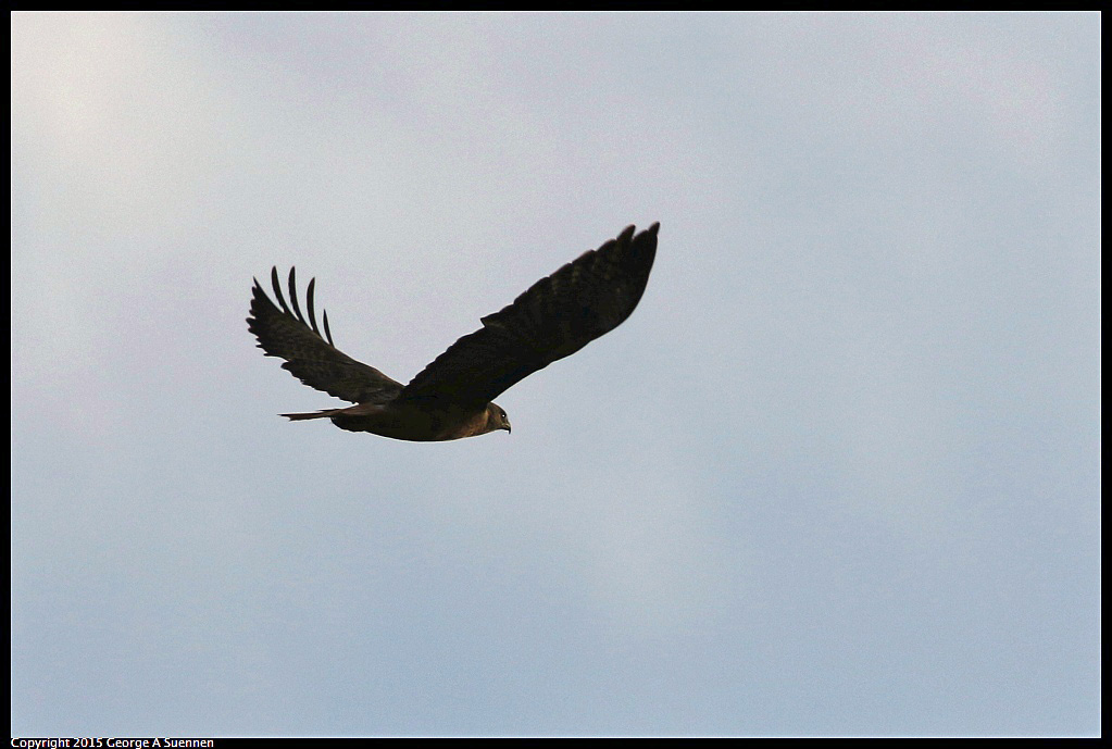 1006-081850-02.jpg - Red-tailed Hawk