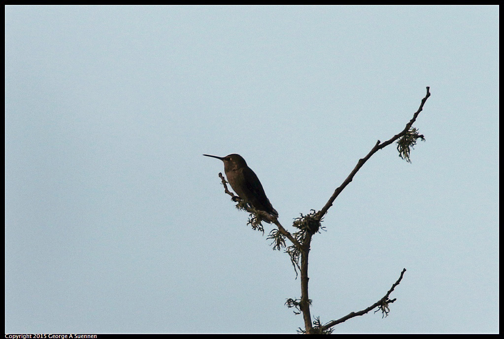 1006-083523-02.jpg - Anna's Hummingbird