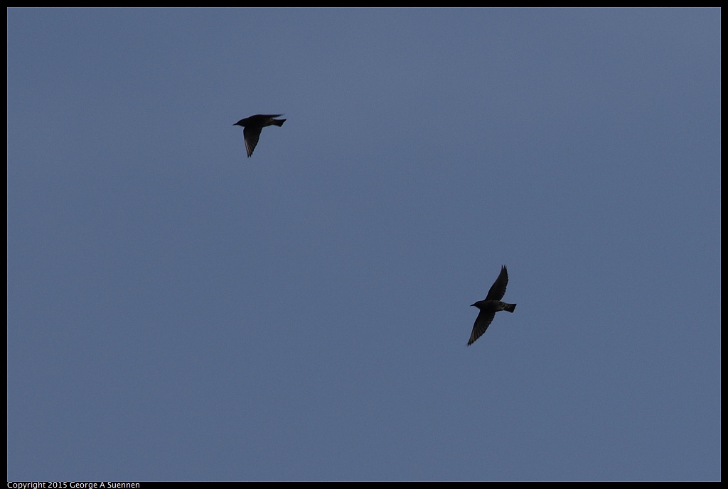 1006-085635-01.jpg - European Starling