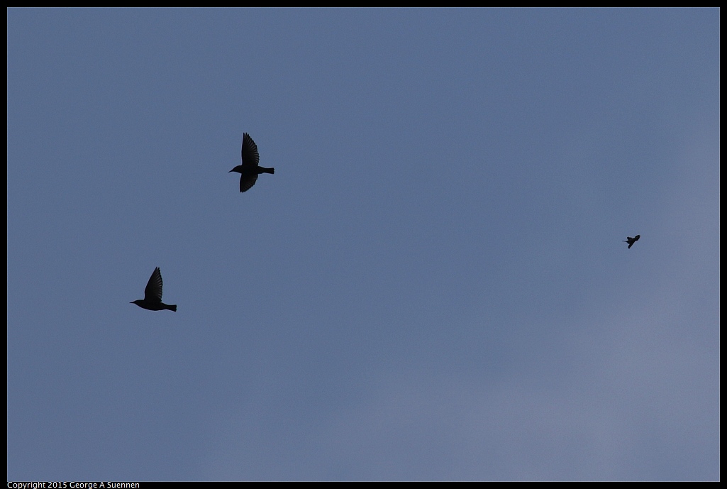 1006-085636-01.jpg - European Starling and Hummingbird