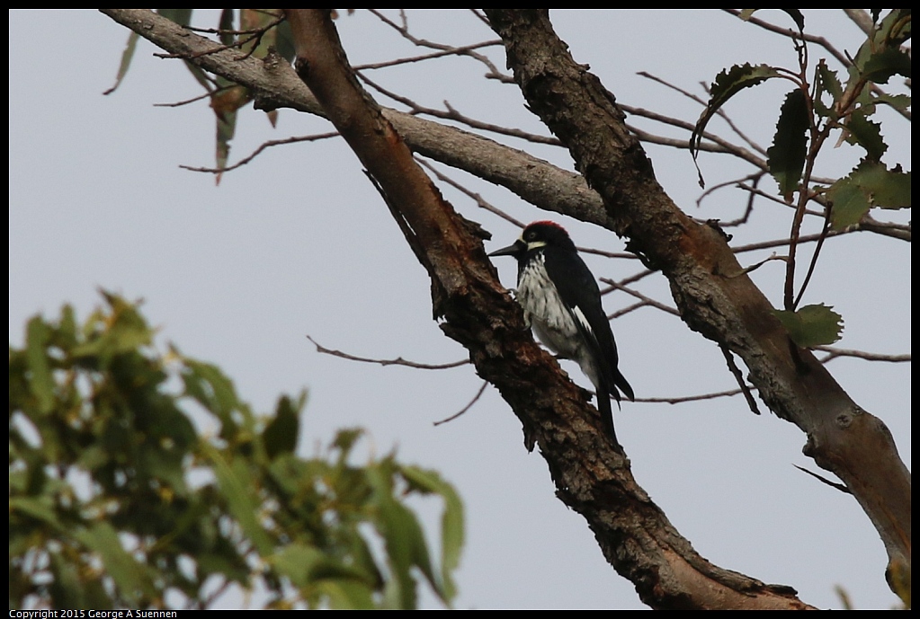 1006-095615-03.jpg - Acorn Woodpecker