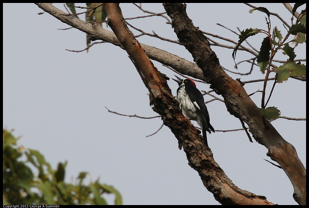 1006-095618-02.jpg - Acorn Woodpecker