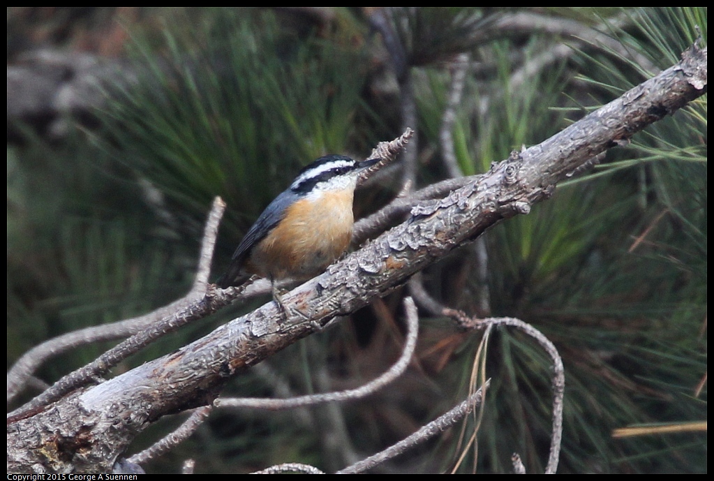 1018-110717-03.jpg - Red-breasted Nuthatch