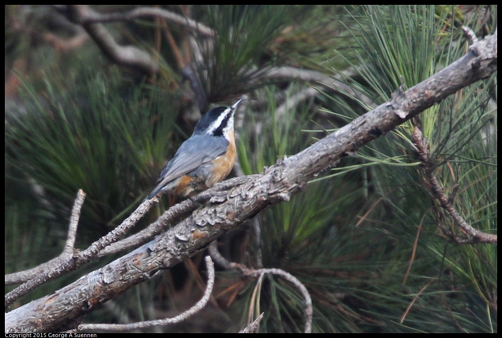 1018-110717-04.jpg - Red-breasted Nuthatch