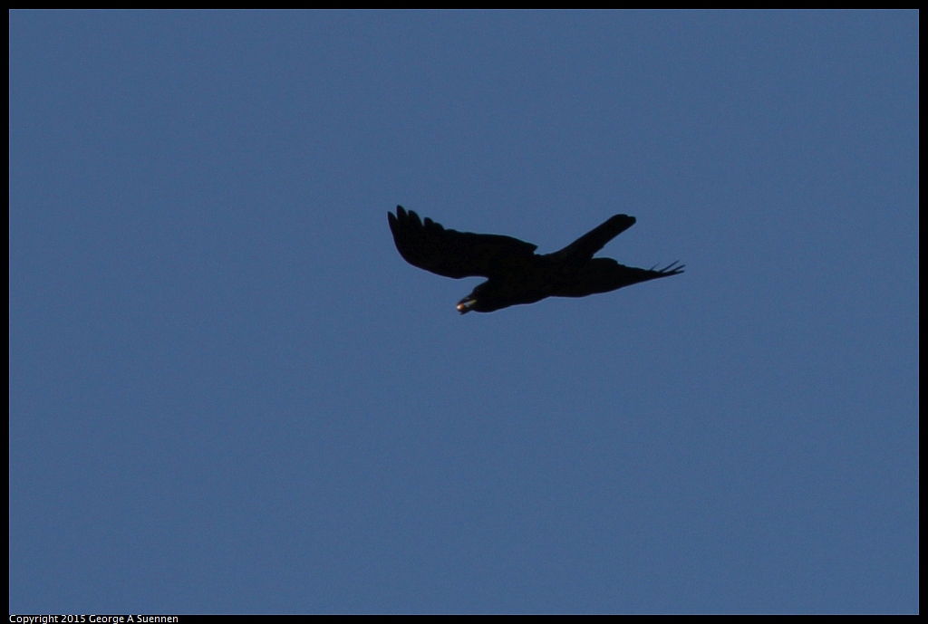 1018-111821-01.jpg - American Crow
