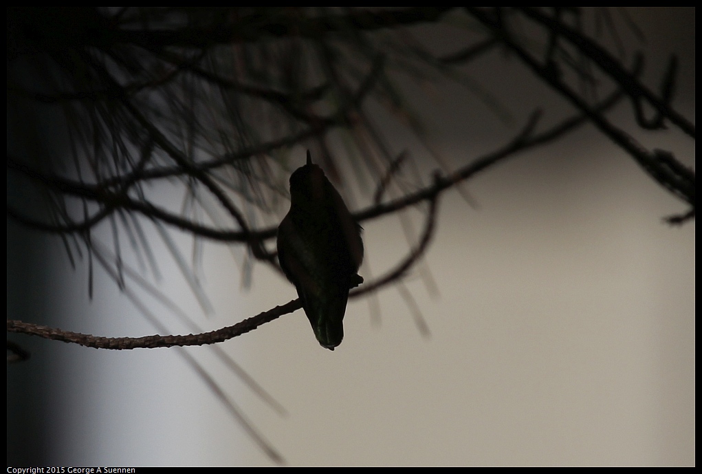1018-111851-01.jpg - Anna's Hummingbird