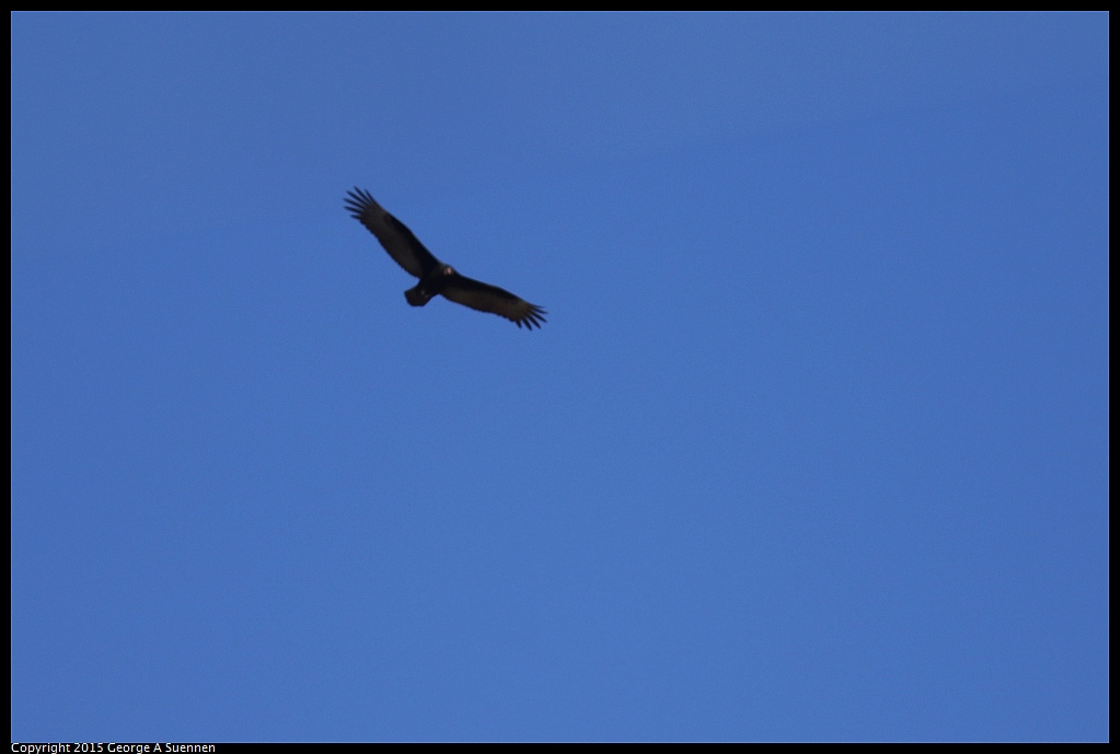 1103-141619-02.jpg - Turkey Vulture