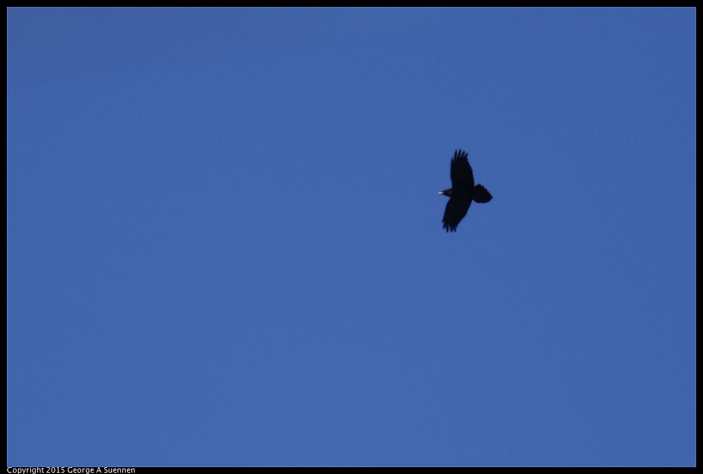 1103-141643-01.jpg - Common Raven
