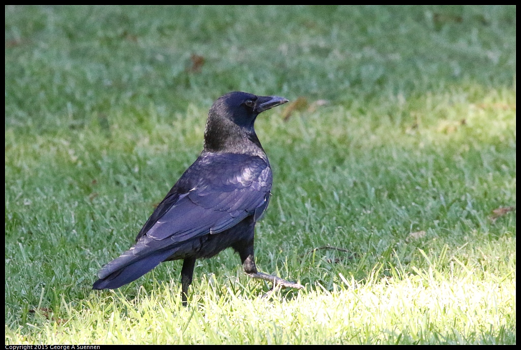 1103-143325-02.jpg - American Crow
