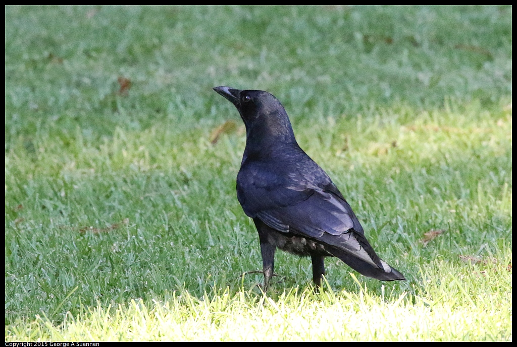 1103-143328-02.jpg - American Crow