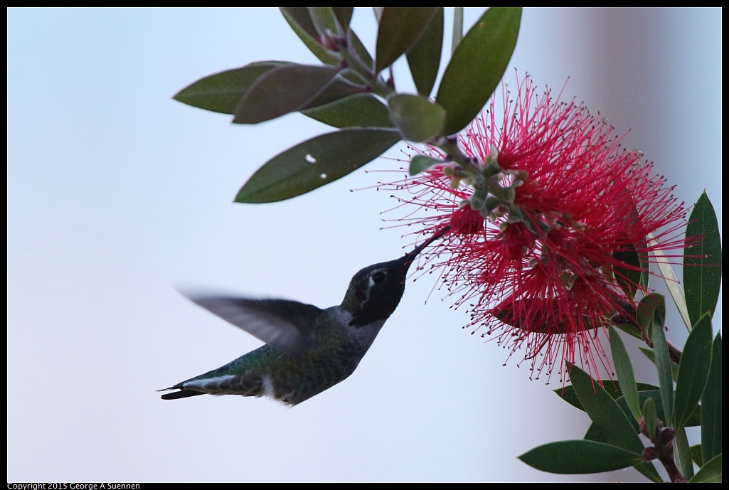1103-153148-02.jpg - Anna's Hummingbird