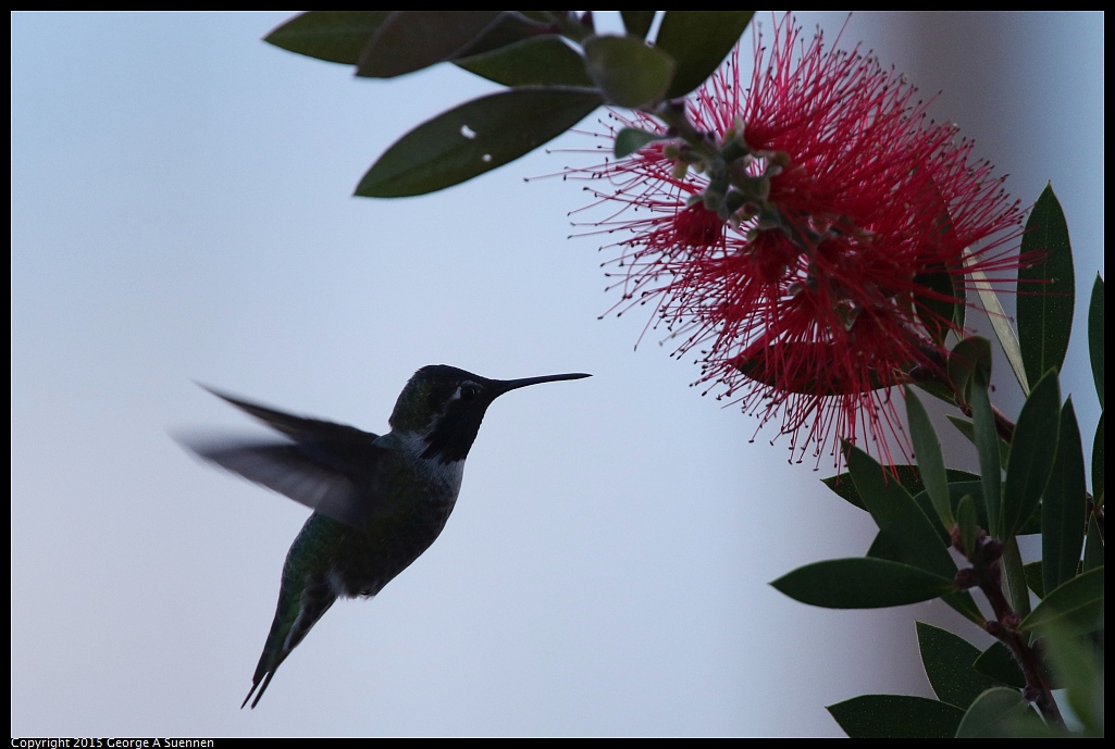 1103-153152-01.jpg - Anna's Hummingbird