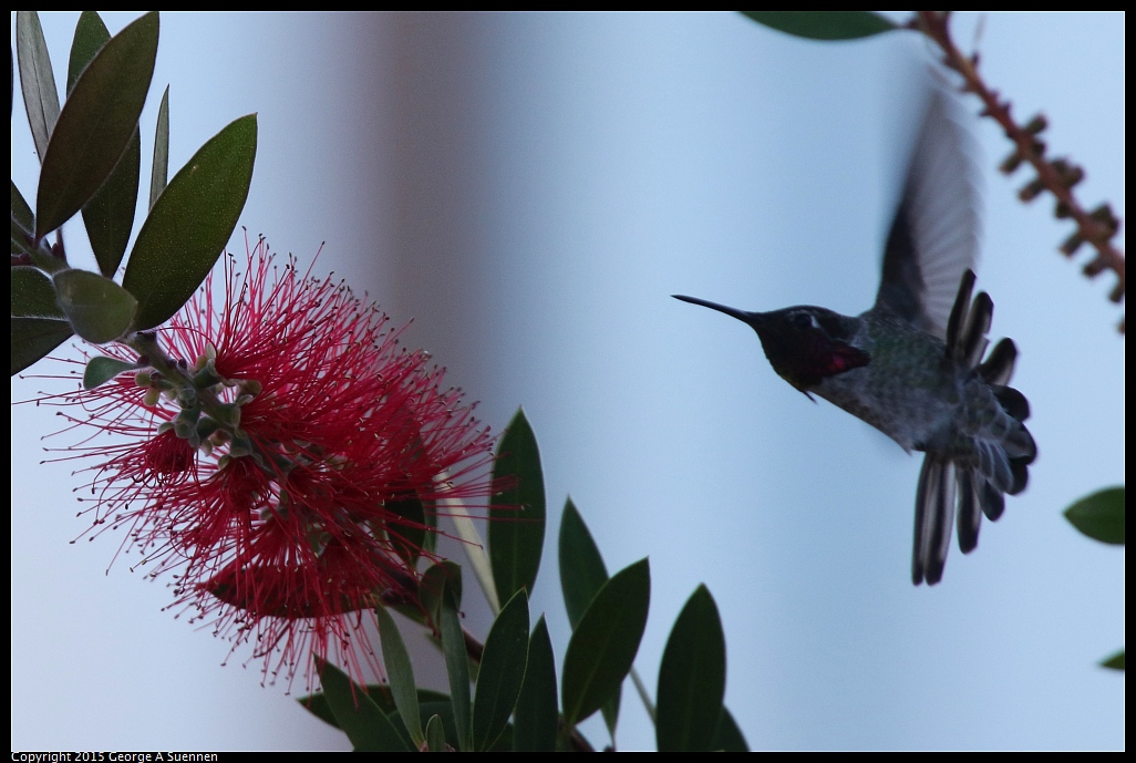 1103-153154-03.jpg - Anna's Hummingbird