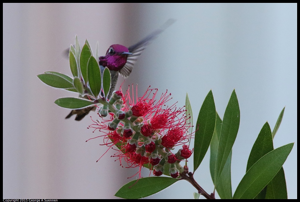 1103-153156-03.jpg - Anna's Hummingbird