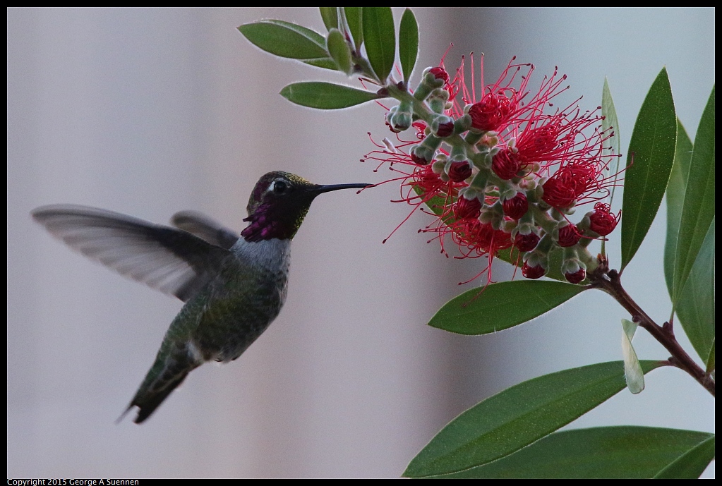 1103-153157-02.jpg - Anna's Hummingbird
