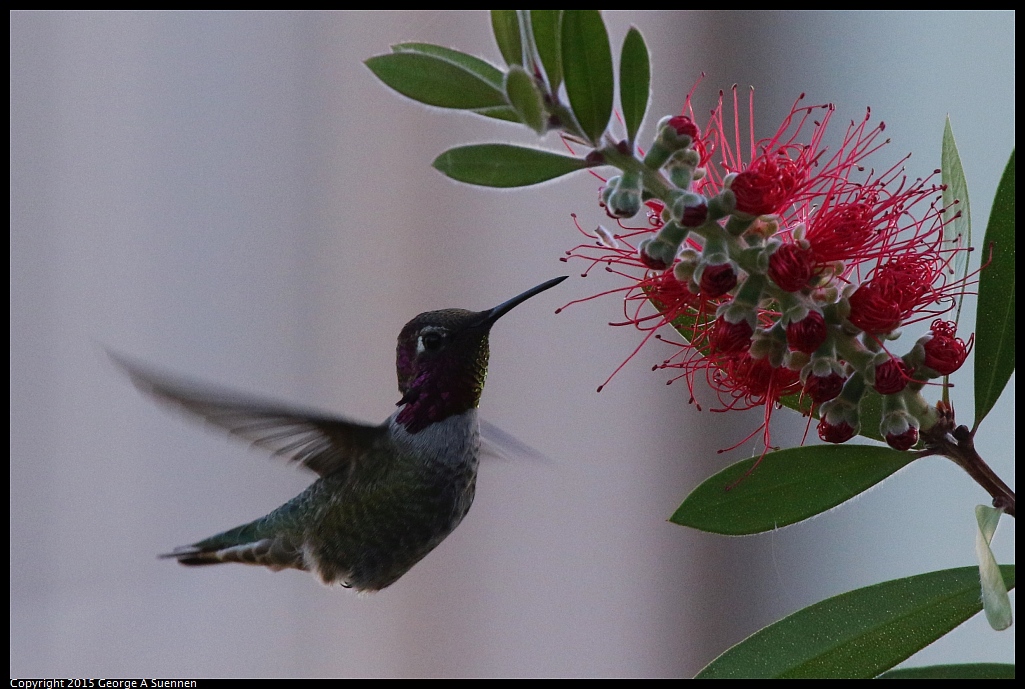 1103-153158-01.jpg - Anna's Hummingbird
