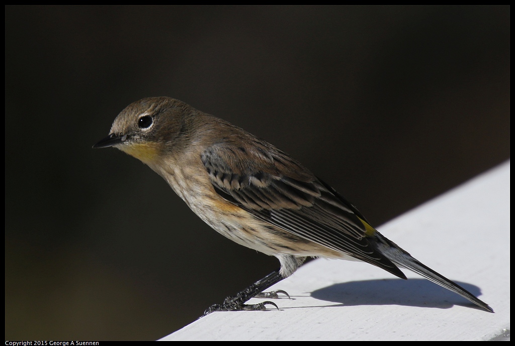 1104-140646-03.jpg - Yellow-rumped Warbler