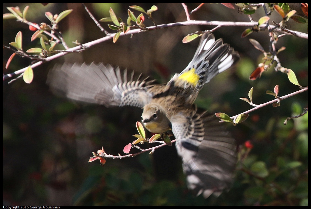 1104-141209-02.jpg - Yellow-rumped Warbler