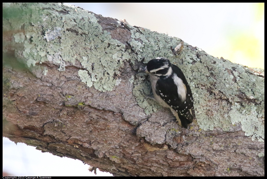1104-142231-01.jpg - Downy Woodpecker