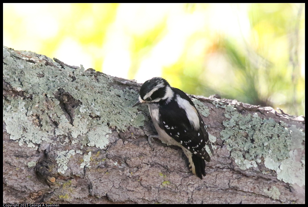 1104-142252-01.jpg - Downy Woodpecker