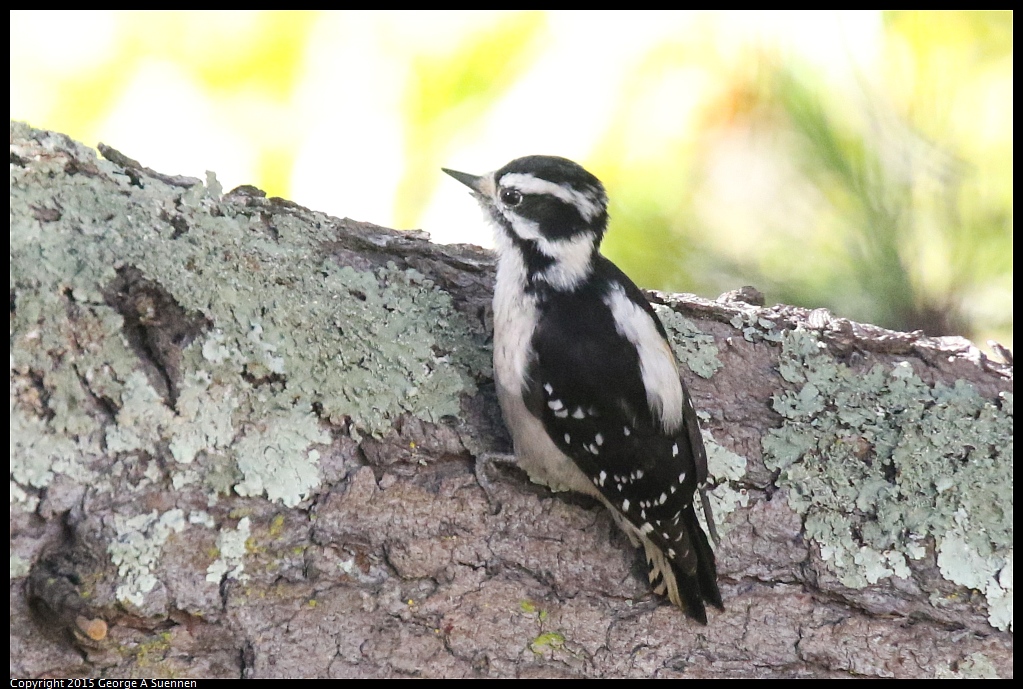 1104-142253-02.jpg - Downy Woodpecker