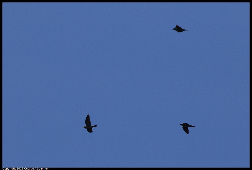 1106-112316-03.jpg - Band-tailed Pigeon