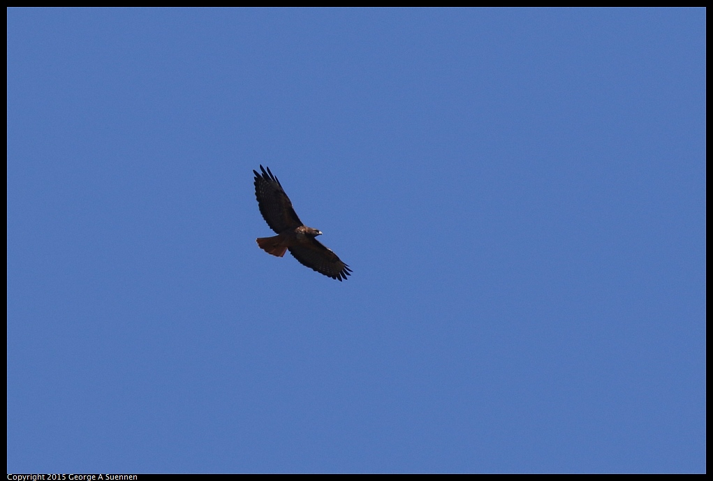 1106-112648-01.jpg - Red-tailed Hawk