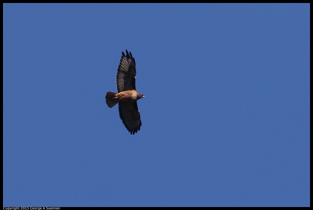 1106-112648-04.jpg - Red-tailed Hawk