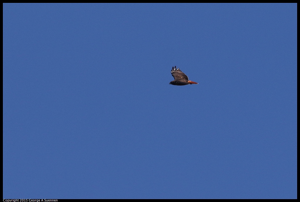 1106-112653-03.jpg - Red-tailed Hawk