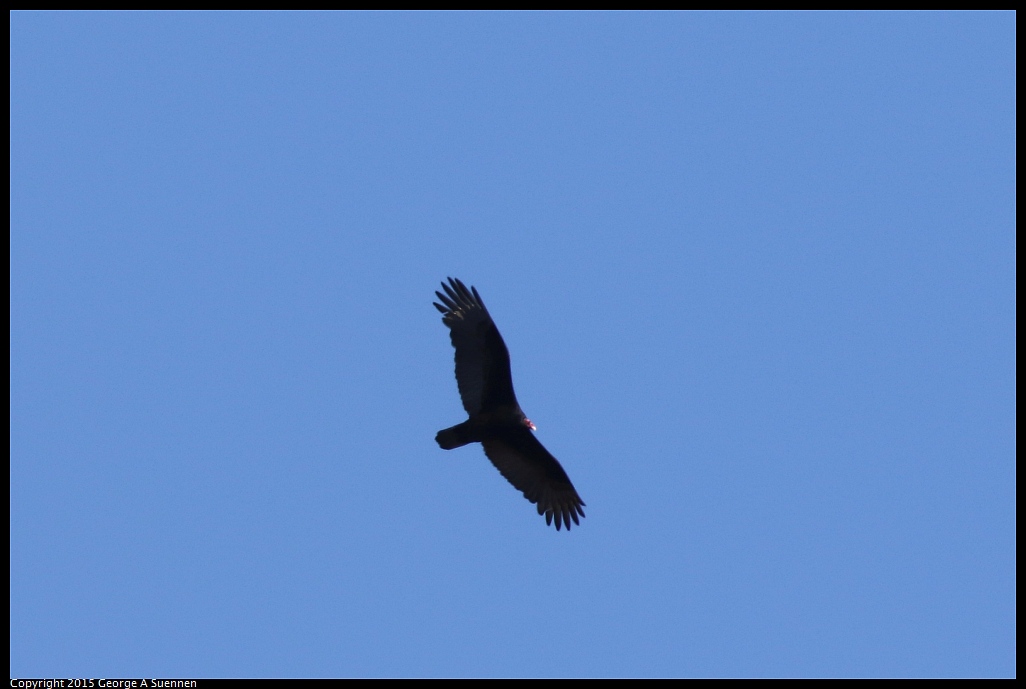 1106-112833-02.jpg - Turkey Vulture
